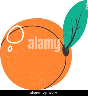 Orange tasty and ripe fruit with leaf on stem Stock Vector