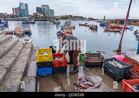 A fisherman unloads crates of fresh fish on the dock of the fishing boat basin in Antofagasta, Chile. Stock Photo