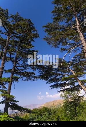 Tannourine Cedar Forest Nature Reserve, Governorate of North Lebanon, Tannourine, Lebanon Stock Photo