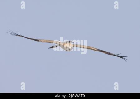 Short-toed Snake-Eagle (Circaetus gallicus) at Gujarat, India Stock Photo
