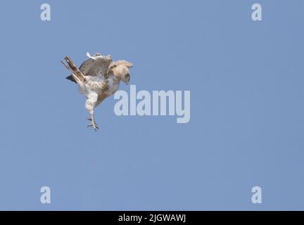 Short-toed Snake-Eagle (Circaetus gallicus) at Gujarat, India Stock Photo