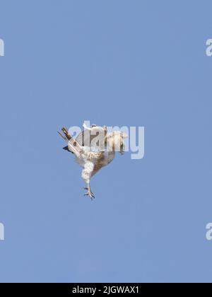 Short-toed Snake-Eagle (Circaetus gallicus) at Gujarat, India Stock Photo