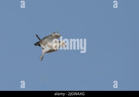 Short-toed Snake-Eagle (Circaetus gallicus) at Gujarat, India Stock Photo
