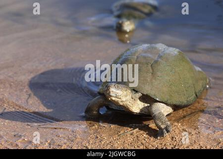 serrated turtle, East African serrated mud turtle (Pelusios sinuatus ...