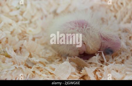 Newly hatched cockatiel chick with closed eyes in sawdust Stock Photo
