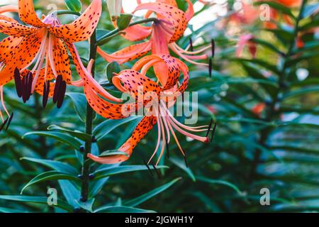 several Tiger Lilies blooming in the back garden Stock Photo