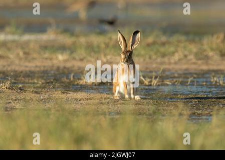Iberian hare in a wetland in central Spain with the last light of the day Stock Photo