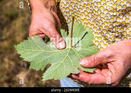 Domaine Peylong winery in Suze, France. The leaf of the Clairette vine is hairy on the underside Stock Photo