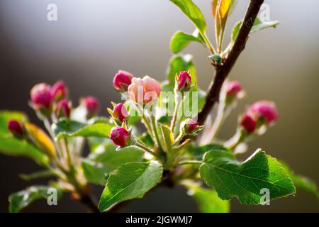 A closeup of blooming plum-leaved crab apple (Malus prunifolia) flowers Stock Photo