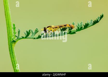 Sphaerophoria scripta, the long hoverfly sitting on a small leaf, closeup. In the morning dew. Isolated on green background. Copy space. Slovakia. Stock Photo