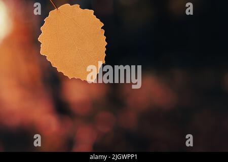 Common aspen (Populus tremula) leaf in golden hour sunlight Stock Photo