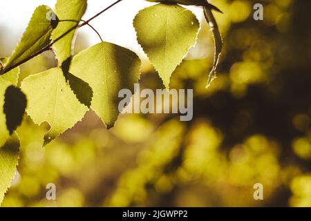 European white birch (commonly known as silver birch) leaves and branches in evening sunlight Stock Photo