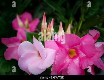 Mandevilla, Dipladenia, Rocktrumpet, blooming and budding flowers at in outdoor garden Stock Photo