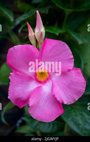 Mandevilla, Dipladenia, Rocktrumpet, blooming and budding flowers at in outdoor garden Stock Photo