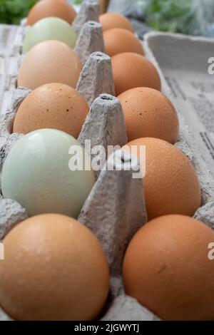 multicolored eggs in a 12 pack paper cardboard carton Stock Photo