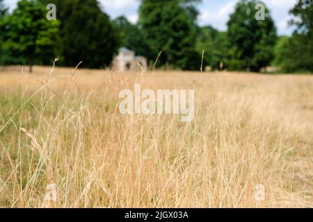 Hyde Park, London, UK. 13th July 2022. UK Weather - heatwave in London, scorched grass at Hyde Park as the hot weather continues. Credit: Matthew Chattle/Alamy Live News Stock Photo