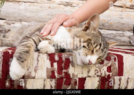 Tabby stray cat, sleeping peacefully tabby stray cat. Hand of caucasian female stroking the cute cat. Stock Photo