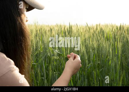 Woman farmer, Caucasian young agronomist woman farmer. Brunette female holding green wheat ear in wheat field. Checking crops health. Stock Photo