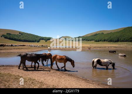 Accumoli, wild horses bathing in lake, Umbria