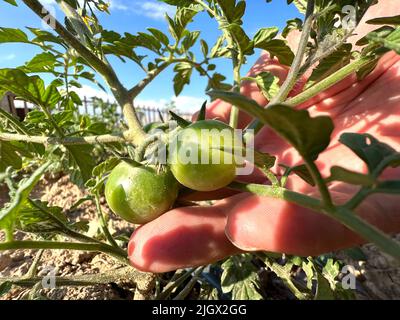 Green tomatoes, young caucasian male hand holding young green tomatoes. Close up green cheery tomatoes. Stock Photo