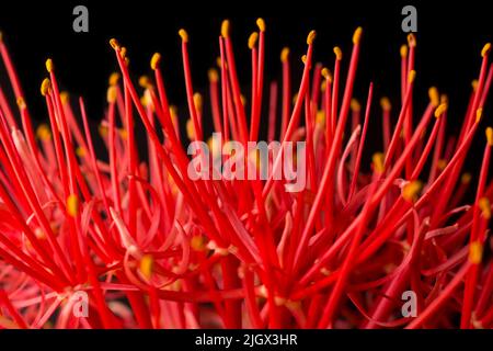 closeup abstract of calliandra flower, commonly known as powder puff lily or blood or fireball flower, puff ball shaped, vibrant red and pink bloom Stock Photo