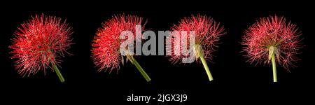 calliandra flowers in different angles, commonly known as powder puff lily or blood or fireball flower, puff ball shaped, vibrant red and pink bloom Stock Photo