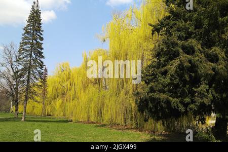 Weeping willows in the autumn park Stock Photo