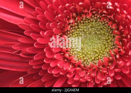 macro of red Gerbera jamesonii (Gerbera Daisy) flower petals and stamen Stock Photo