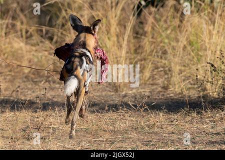 Zambia, South Luangwa National Park. African wild dog (WILD: Lycaon pictus) from the Manzi Pack running off with part of an impala kill. Stock Photo