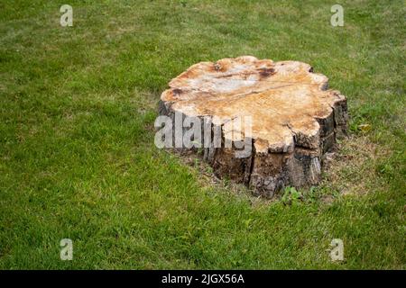 Tree stump of a large chainsaw cut tree on the grass Stock Photo