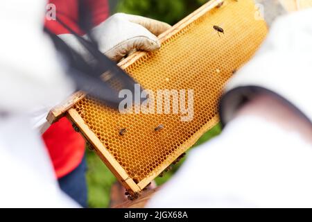 Panel of a beehive in the hands of a beekeeper Stock Photo