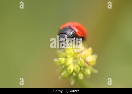 Red and black insect from a portuguese meadow Stock Photo