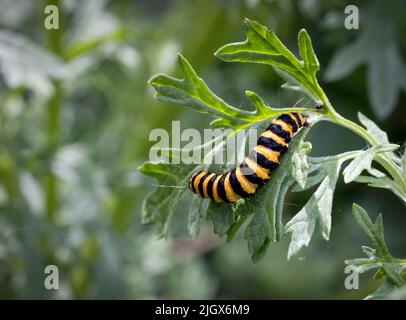 The yellow and black caterpillar of the Cinnabar Moth, (Tyria jacobaeae), feeding on the leaves of a Ragwort plant Stock Photo