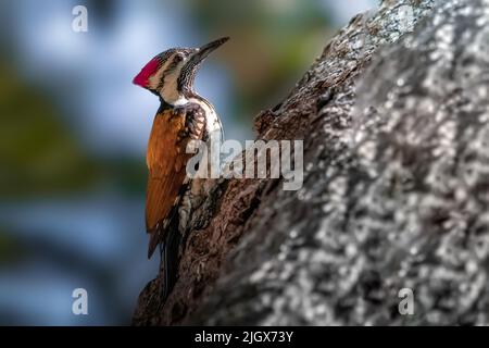 Black Rumped Flameback or Lesser Golden Backed Woodpecker. Stock Photo