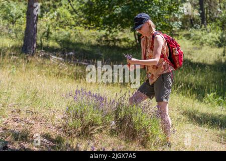 Wild lavender on the high plateau in the Vercors mountains. A woman cuts off a few blossoms. The real lavender is suitable for cooking as well as for filling fragrant sachets Stock Photo