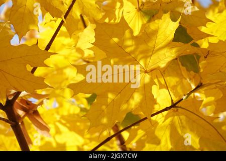 Autumn leaf on a tree branch in sunbeams of light Stock Photo