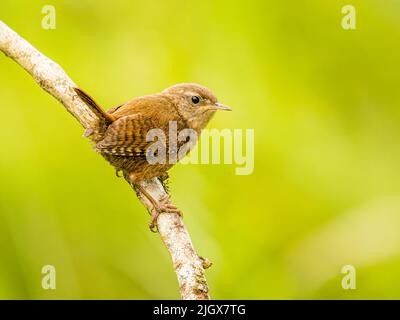 Wren foraging in summer in mid Wales Stock Photo