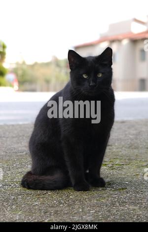 Funny squinting black cat sitting and looking at camera, copy space, vertical image. Stock Photo