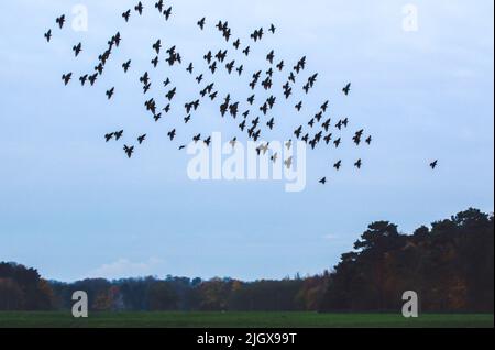 Silhouette of starlings flying as flock in the sky, on green forest background. Copy space. Stock Photo