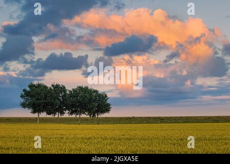 Sunset with wheatgrass in the Johannes Kerkhovenpolder in the northern part in the province of Groningen, Netherlands. Stock Photo