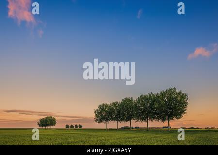 Sunset with wheatgrass in the Johannes Kerkhovenpolder in the northern part in the province of Groningen, Netherlands. Stock Photo