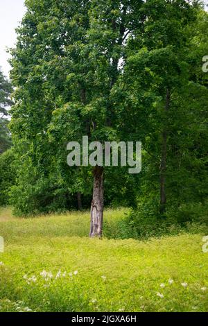 Lonely green oak tree in the field Stock Photo - Alamy