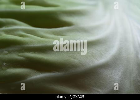 extreme close up of cabbage leaf with water drops. Macro of fresh vegetable background Stock Photo