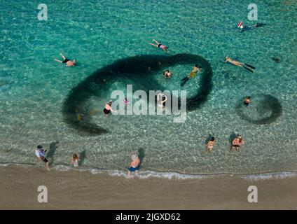 June 29, 2020, Palm Beach Shores, Florida, USA: A school of bait fish moves around swimmers in what looks like a black shadow in the ocean on Singer Island. (Credit Image: © Greg Lovett/Palm Beach Post via ZUMA Press Wire) Stock Photo