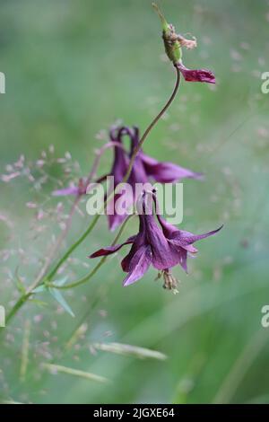 black-violet Columbine in soft Morning light Stock Photo