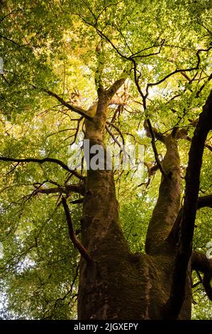 Tall trees on the estate of Virginia Park in County Cavan, Virginia, Ireland. Stock Photo