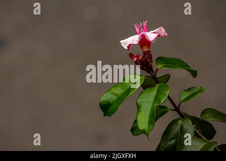 Climbing oleander plant flower that has purple petals, green leaves, isolated on a brown background Stock Photo