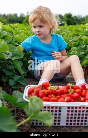 Child picking and eating strawberries at strawberry farm in summer. Little girl sitting in field with berries in basket. Stock Photo