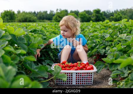 Little child picking strawberries on the field at a strawberry farm. Girl sitting in field and eating berries in summer Stock Photo