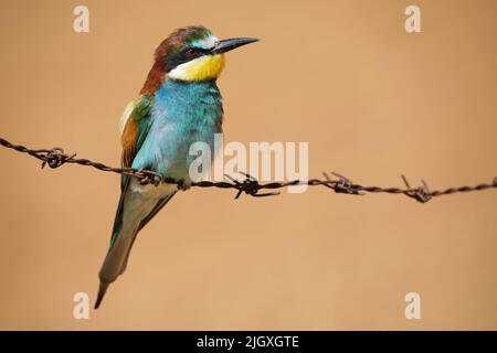 European bee eater sitting on barbed wire Stock Photo